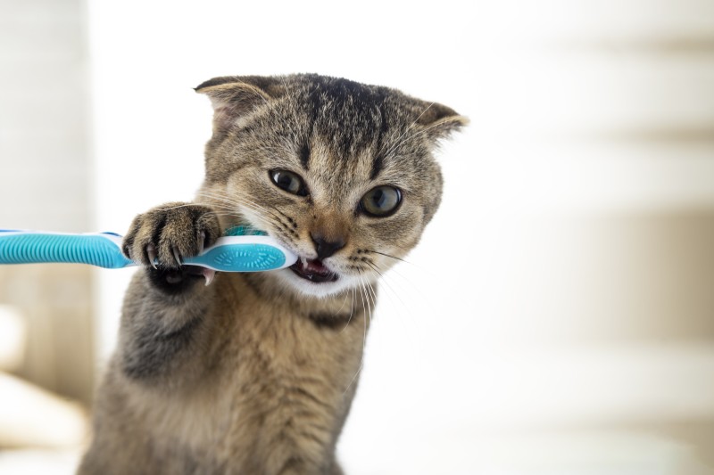 Katzen Zähne putzen