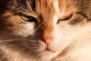 Tipps zu Anschaffung von Katze oder Kater