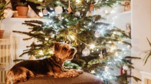 Weihnachten mit Haustieren