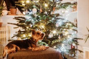 Weihnachten mit Haustieren