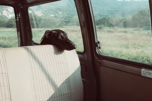 Mit Hund im Auto sicher fahren