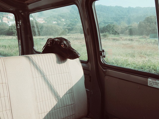 Mit Hund im Auto sicher fahren