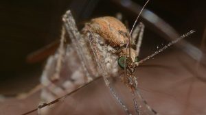 Hausmittel gegen Mückenstiche & Insektenstiche