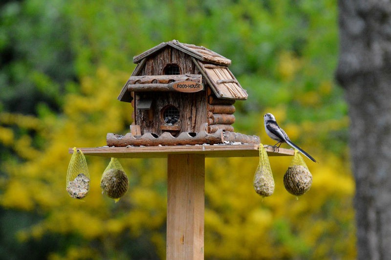 10 wichtige Tipps zum Vögel füttern