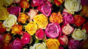 Blumen online bestellen & verschicken