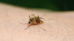 Mücken vertreiben & Mücken loswerden