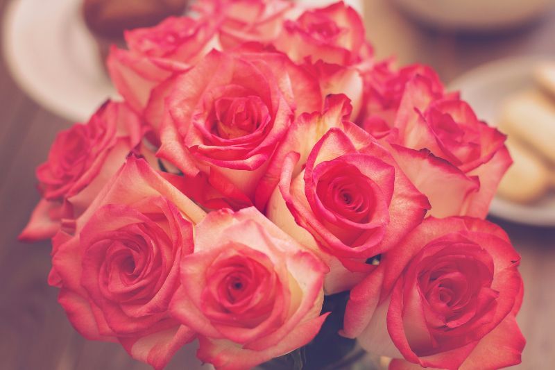Tipps zum Rosen pflanzen und pflegen