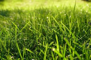 Tipps für Rasenpflege & Rasendünger