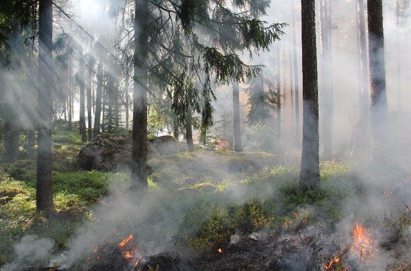 Tipps zum Waldbrand vermeiden