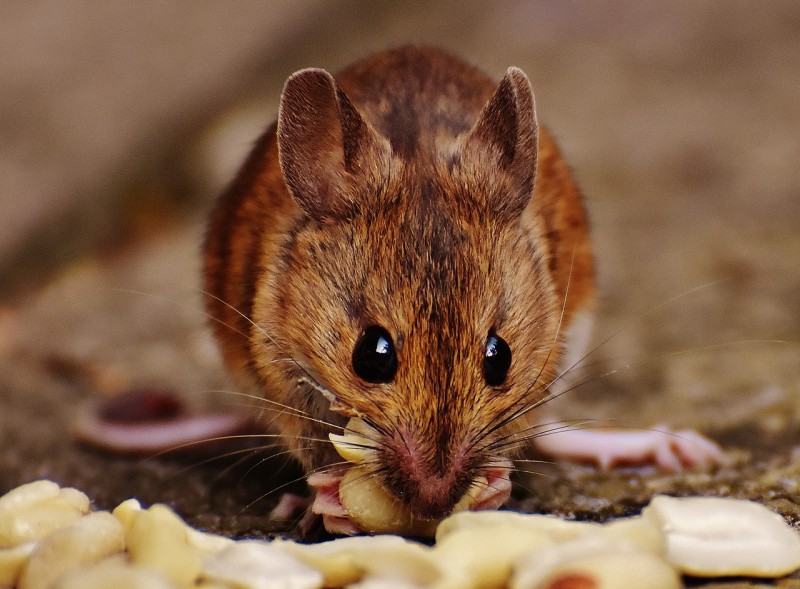 9 Hausmittel zum Ratten und Mäuse vertreiben