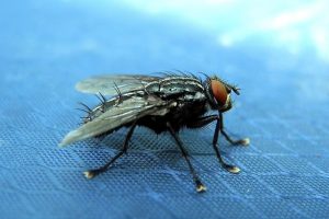 Hausmittel Stubenfliegen bekämpfen