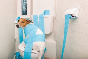 Hausmittel Hunde Durchfall Erbrechen