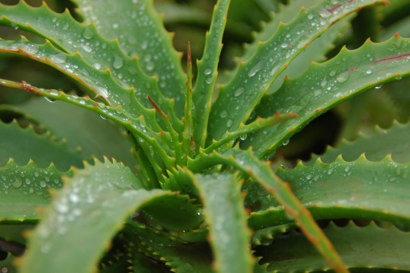 Aloe Vera Pflanze als natürliches Hausmittel