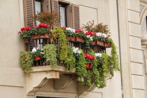 Balkonpflanzen kaufen